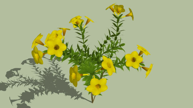 软枝黄蝉是致密的三维是妈妈。 油菜花田 花 植物 其他 画