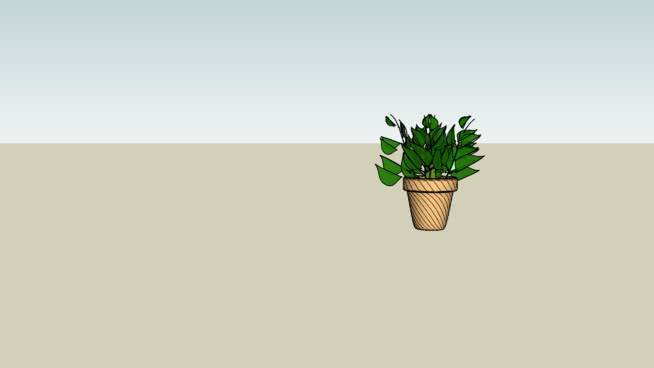 室内植物 其他 沙漠