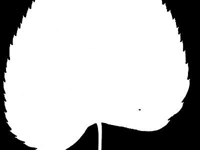 高光