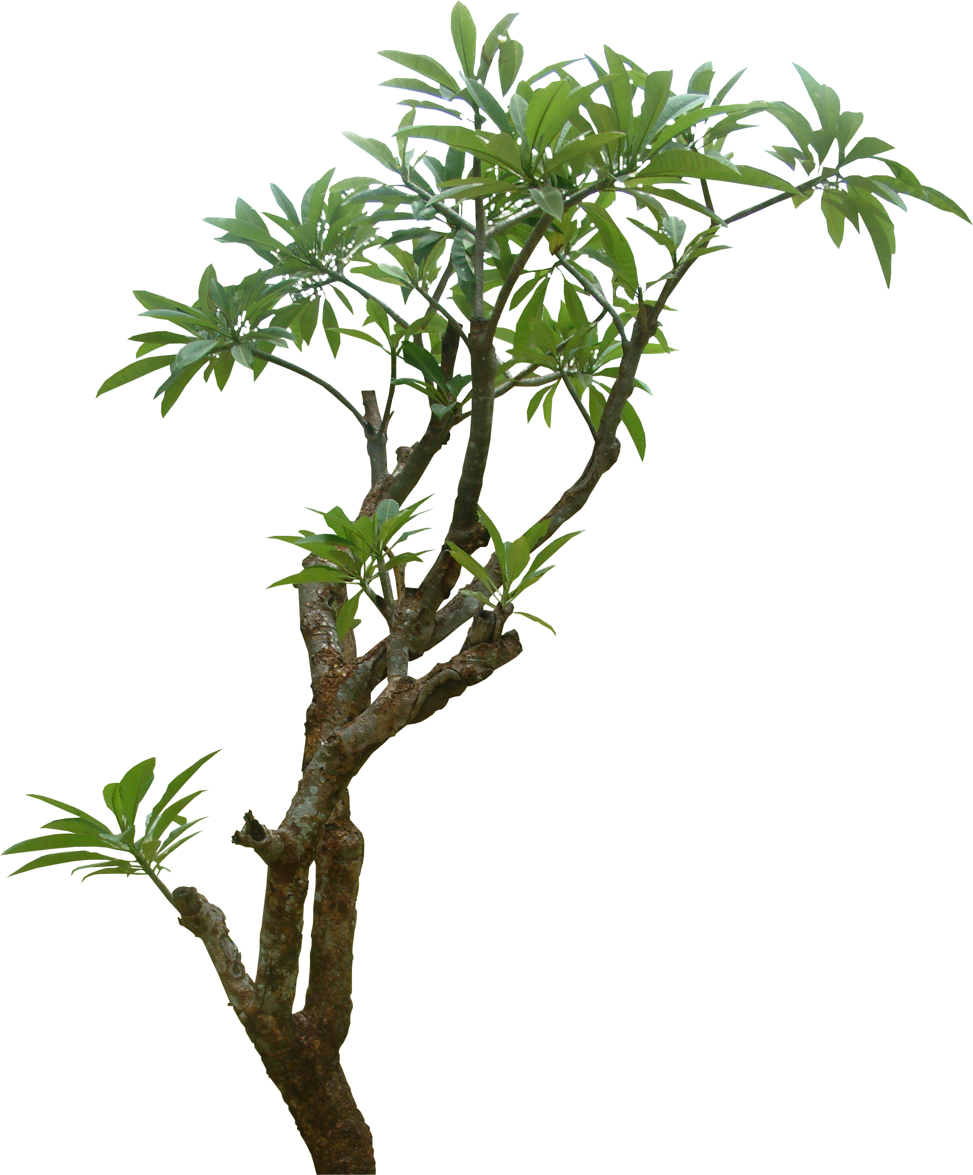 植物