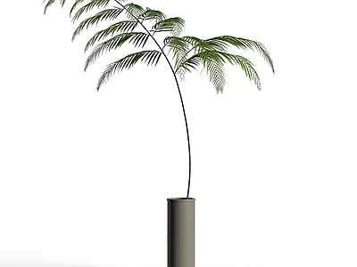 盆栽蕨类植物