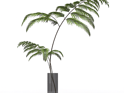 带盆绿色蕨类植物