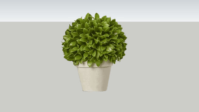 盆栽植物 西兰花 植物 其他 花瓶