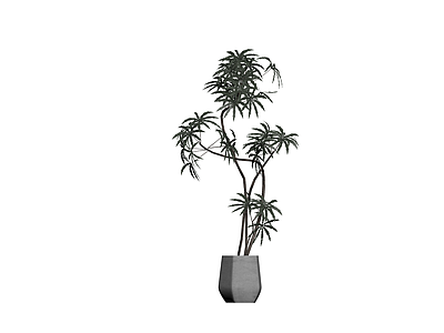 盆栽植物带盆