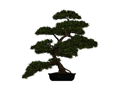 带盆松树盆景模型