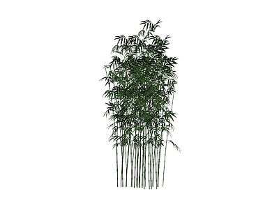 丛生竹子植物模型