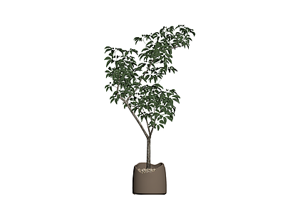 盆栽绿植组合