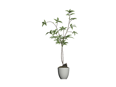 盆栽绿植模型