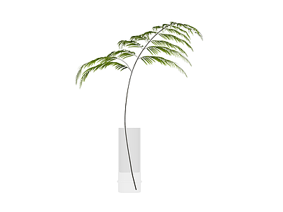 盆栽蕨类植物