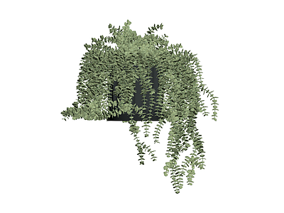 黑盆垂吊绿植盆栽