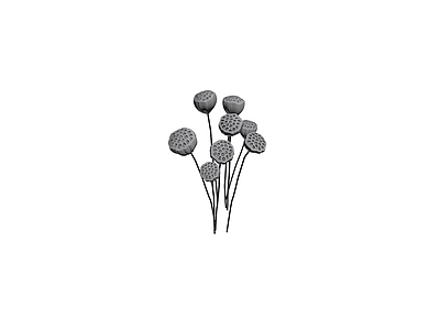 干莲蓬植物组合模型