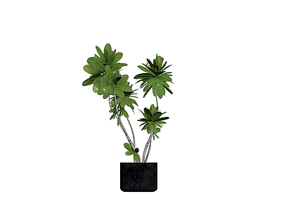 盆栽鸡蛋花植物