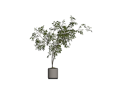 盆栽绿植模型
