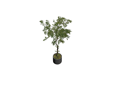 盆栽绿植带盆