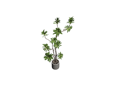 盆栽绿植带盆