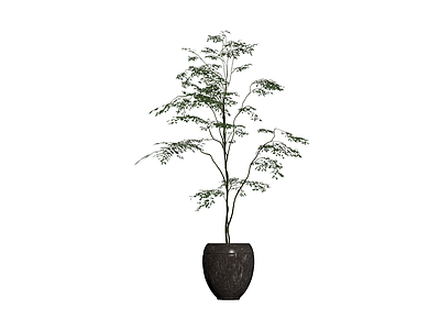 盆栽绿植组合