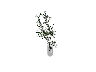 带盆绿植盆栽
