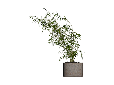 盆栽绿植带盆