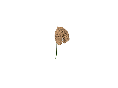 枯萎花烛模型