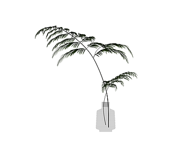 盆栽蕨类植物带盆