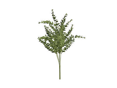尤加利叶植物组合