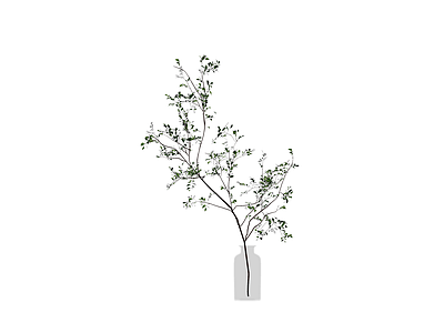 带瓶植物盆栽组合