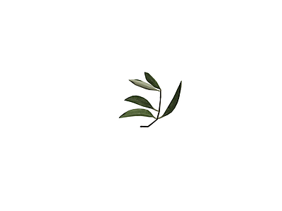 橄榄枝植物模型