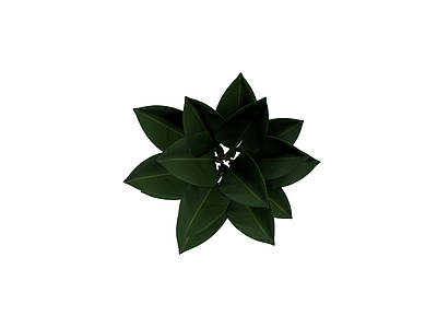 深色阔叶植物模型