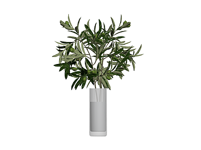 带盆橄榄植物盆栽