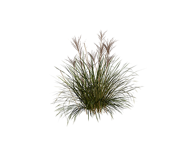 丛生观赏草植物模型