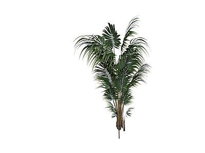 丛生散尾葵植物模型