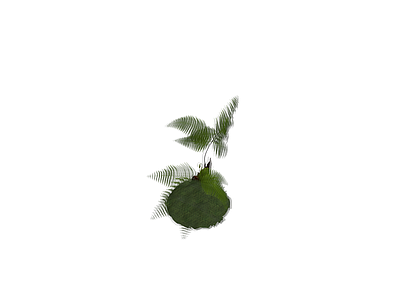 带盆蕨类盆栽模型