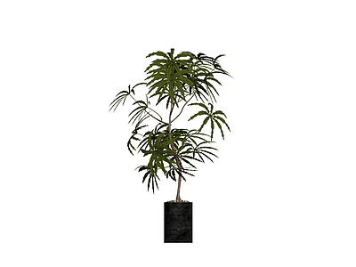 带盆绿色盆栽植物