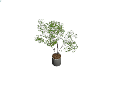 盆栽绿植组合