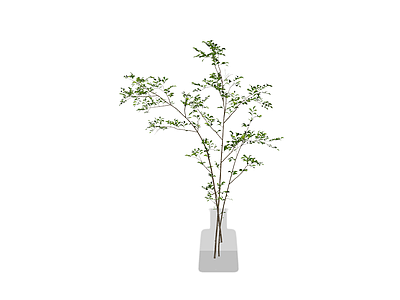 带玻璃花瓶的植物枝条