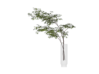 透明花瓶插枝植物
