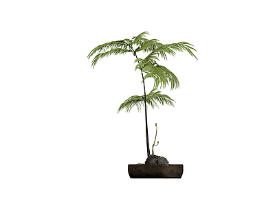 盆栽蕨类植物带盆