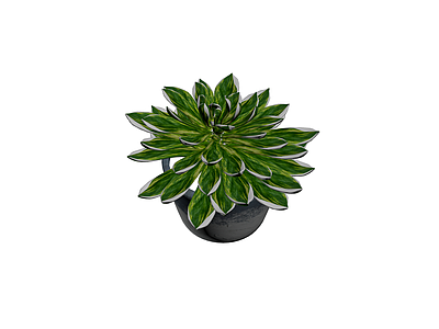 带盆多肉植物盆栽