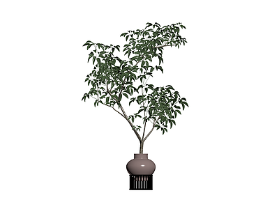 盆栽绿植带盆