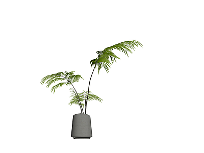 盆栽蕨类植物