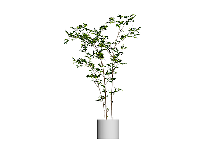 盆栽绿植组合
