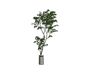 盆栽绿植带盆