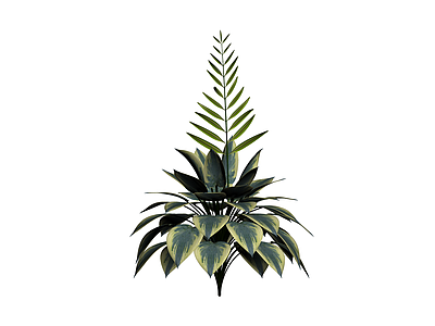 玉簪与棕榈植物组合