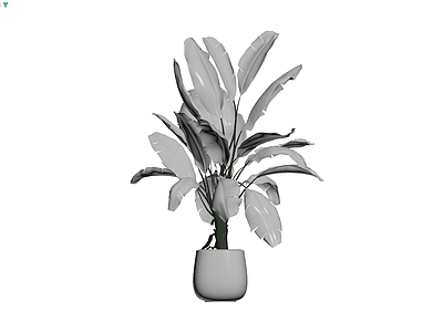 盆栽植物带盆