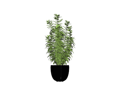 黑色花盆绿植盆栽