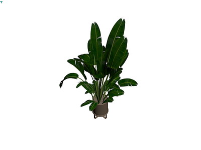 盆栽绿植带盆