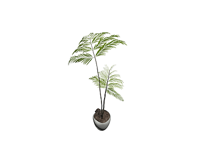 盆栽蕨类植物模型