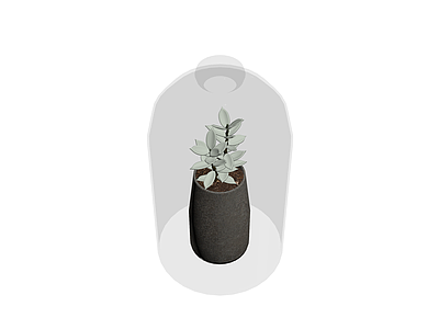 盆栽植物带玻璃罩