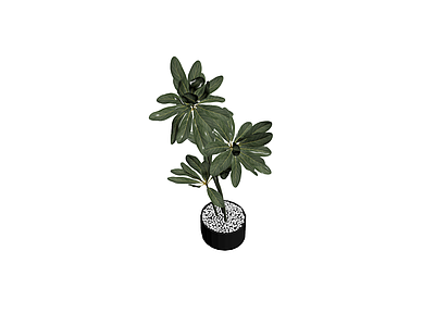 盆栽绿植（带盆）