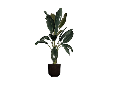 带盆大型盆栽植物